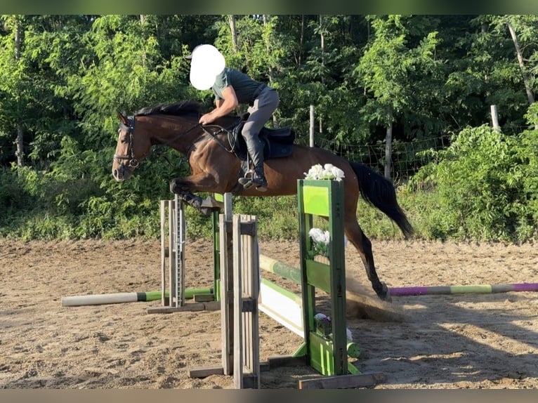 Englisches Vollblut Stute 6 Jahre 165 cm Brauner in Satnica &#x110;akova&#x10D;ka
