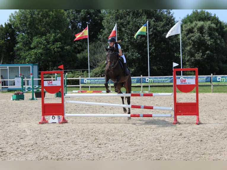 Englisches Vollblut Stute 6 Jahre 165 cm Dunkelbrauner in Lardero