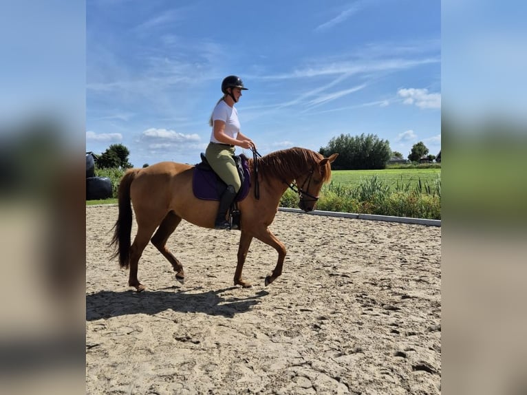 Englisches Vollblut Mix Stute 6 Jahre 165 cm Fuchs in Zuiderwoude