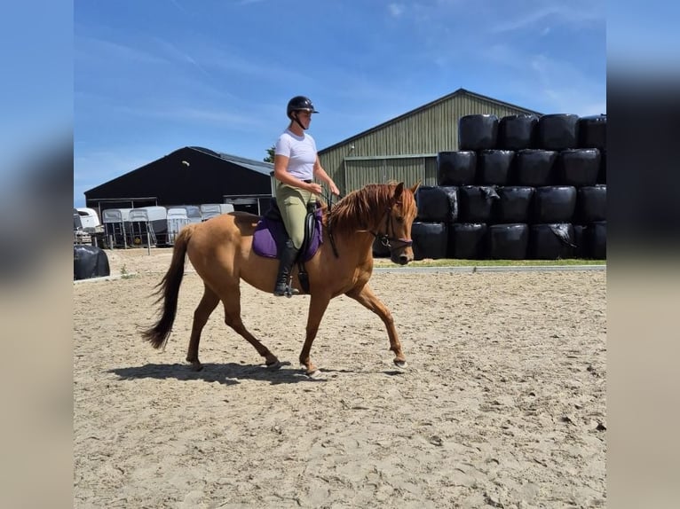 Englisches Vollblut Mix Stute 6 Jahre 165 cm Fuchs in Zuiderwoude