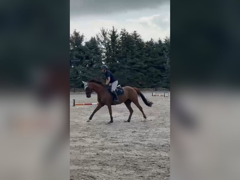 Englisches Vollblut Stute 6 Jahre 165 cm Fuchs in Pulheim