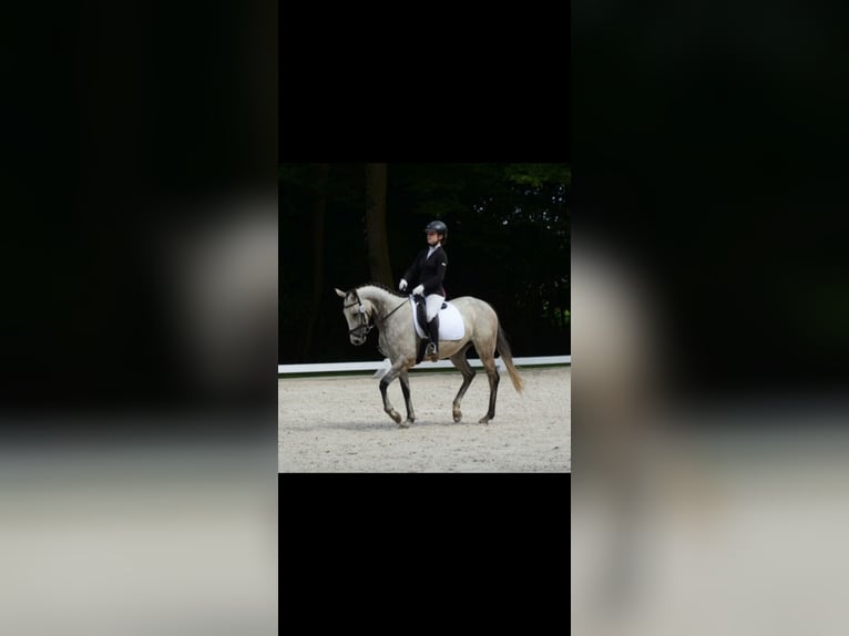 Englisches Vollblut Stute 6 Jahre 168 cm Schimmel in Berlin