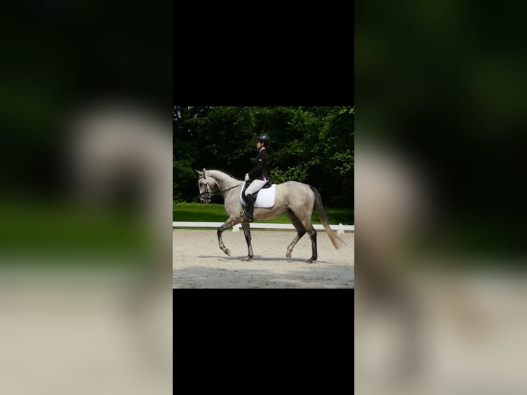 Englisches Vollblut Stute 6 Jahre 168 cm Schimmel in Berlin