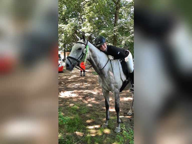 Englisches Vollblut Stute 6 Jahre 168 cm Schimmel in Berlin