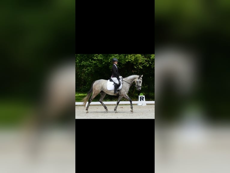 Englisches Vollblut Stute 6 Jahre 168 cm Schimmel in Berlin