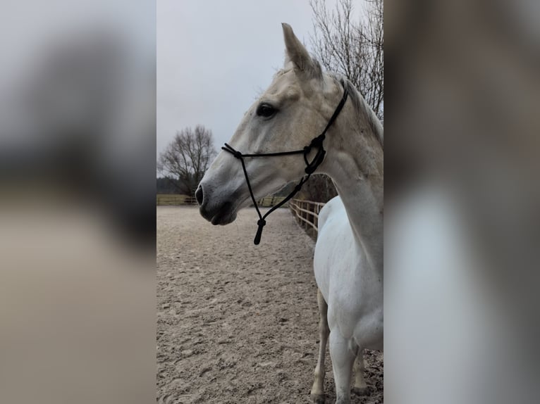 Englisches Vollblut Stute 6 Jahre 168 cm Schimmel in Traunstein