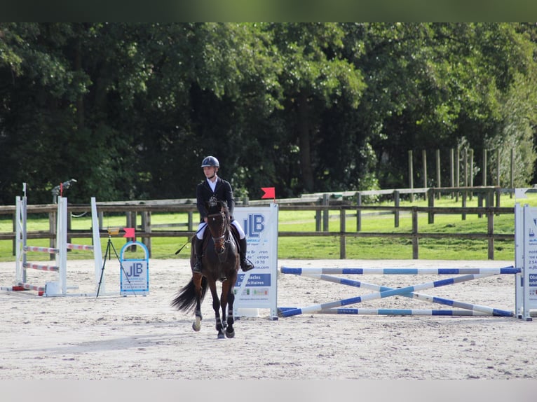 Englisches Vollblut Stute 6 Jahre 172 cm Brauner in Saint-Cast-le-Guildo