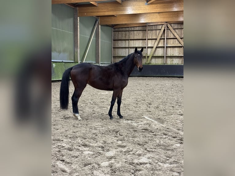 Englisches Vollblut Stute 6 Jahre 172 cm Brauner in Saint-Cast-le-Guildo