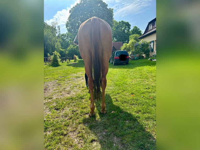 Englisches Vollblut Stute 6 Jahre Fuchs in Neuenhagen