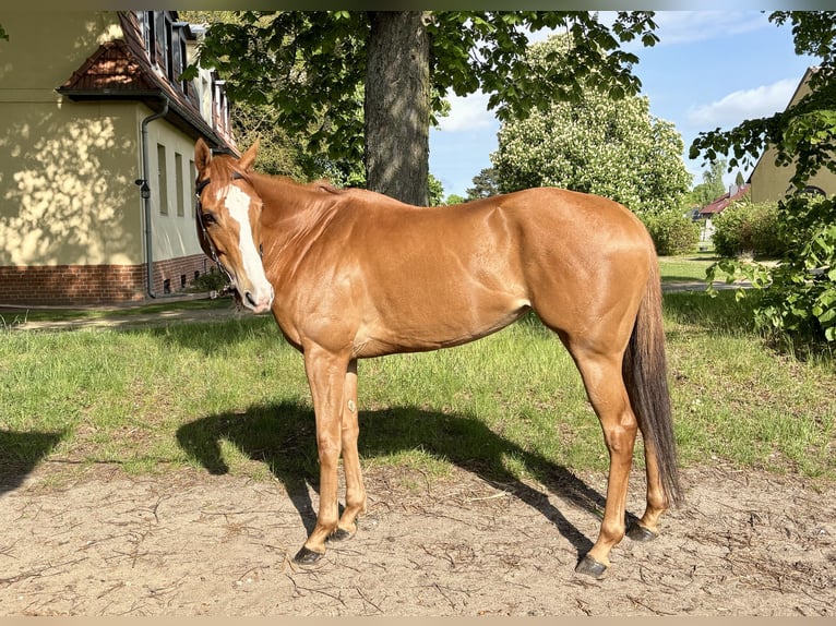 Englisches Vollblut Stute 6 Jahre Fuchs in Neuenhagen