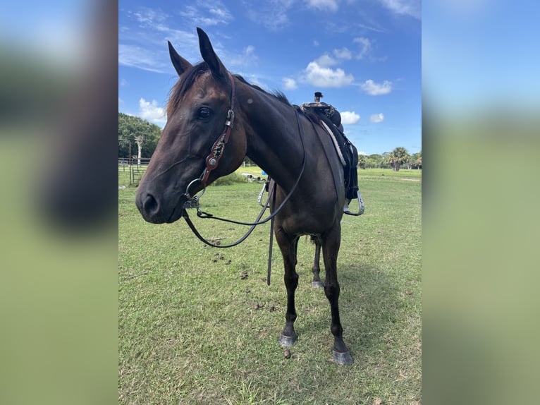 Englisches Vollblut Stute 6 Jahre Rotbrauner in Miami