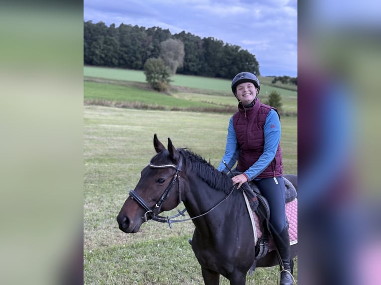 Englisches Vollblut Stute 7 Jahre 153 cm Dunkelbrauner in Burgoberbach