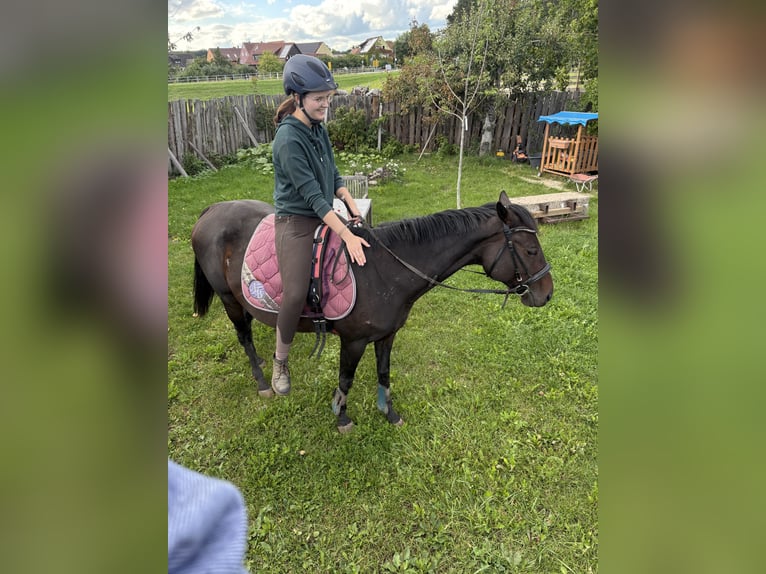 Englisches Vollblut Stute 7 Jahre 153 cm Dunkelbrauner in Burgoberbach