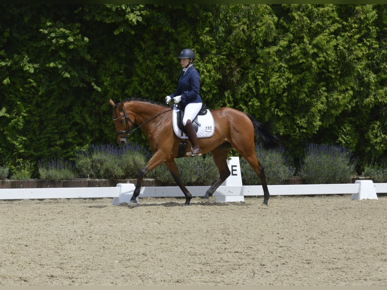 Englisches Vollblut Stute 7 Jahre 156 cm Brauner in Lindlar