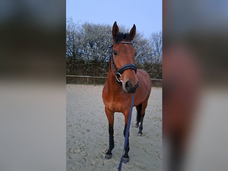 Englisches Vollblut Stute 7 Jahre 156 cm Brauner in Lindlar