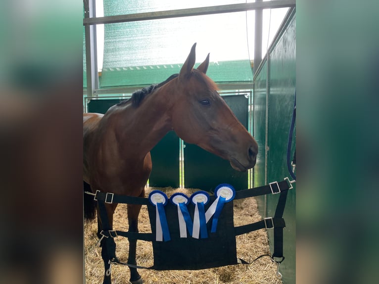 Englisches Vollblut Stute 7 Jahre 160 cm Brauner in Oberding