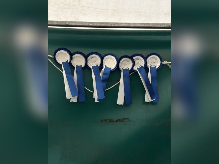 Englisches Vollblut Stute 7 Jahre 160 cm Brauner in Oberding