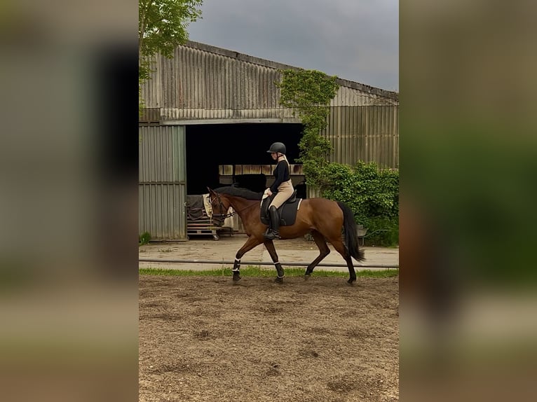 Englisches Vollblut Stute 7 Jahre 160 cm Brauner in Hamburg Lohbrügge