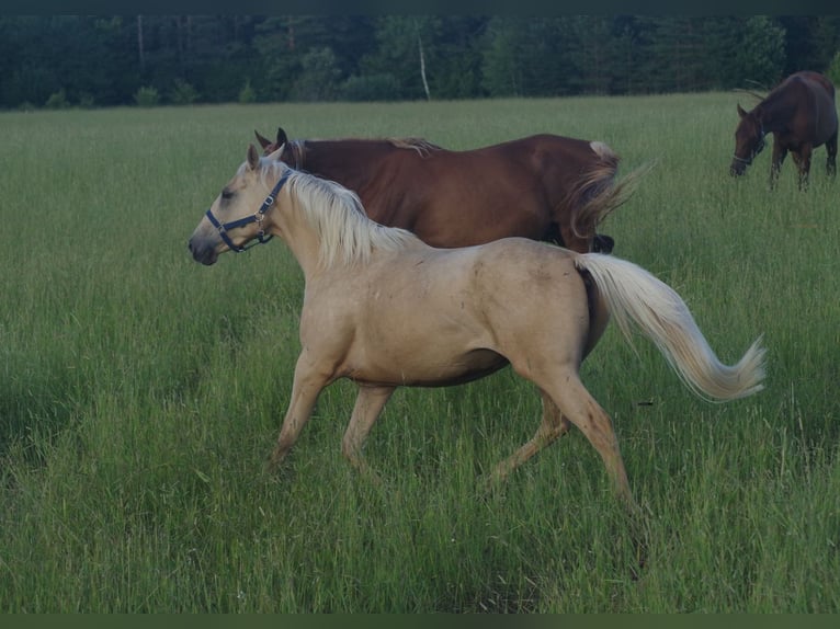 Englisches Vollblut Stute 7 Jahre 160 cm Palomino in inn