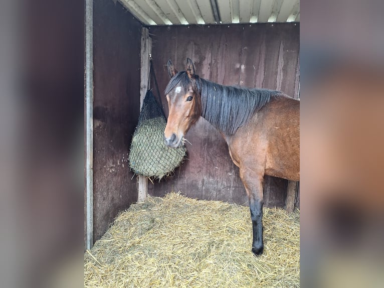 Englisches Vollblut Stute 7 Jahre 162 cm Fuchs in Cramme