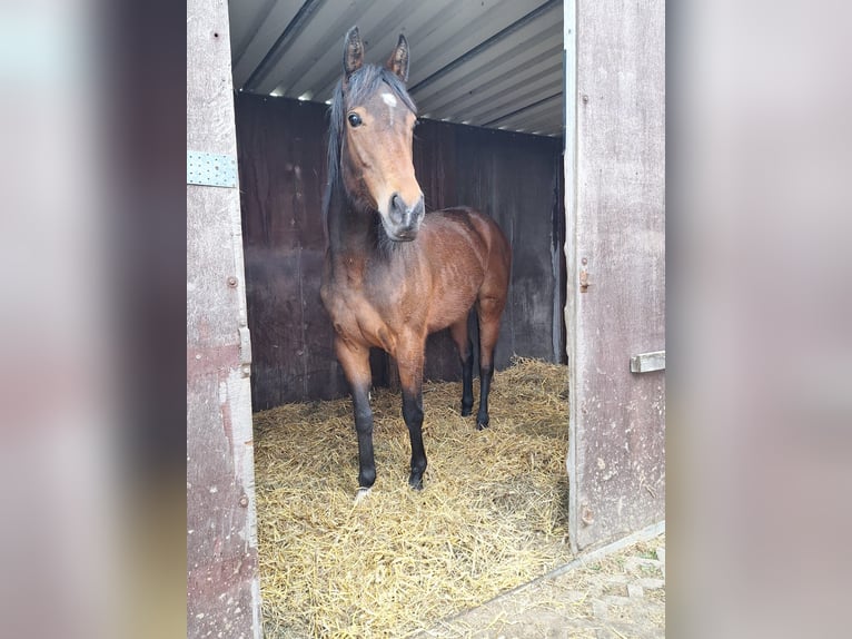 Englisches Vollblut Stute 7 Jahre 162 cm Fuchs in Cramme