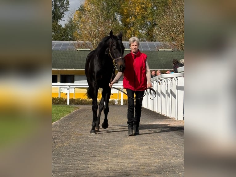 Englisches Vollblut Stute 7 Jahre 162 cm Schwarzbrauner in Schneverdingen