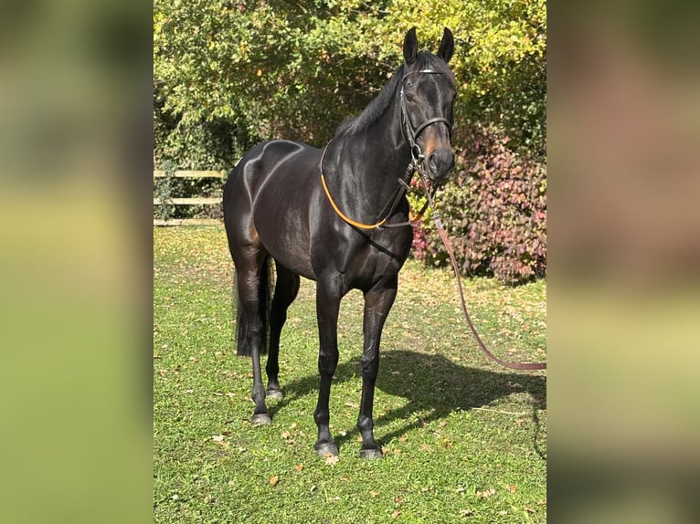 Englisches Vollblut Stute 7 Jahre 162 cm Schwarzbrauner in Schneverdingen