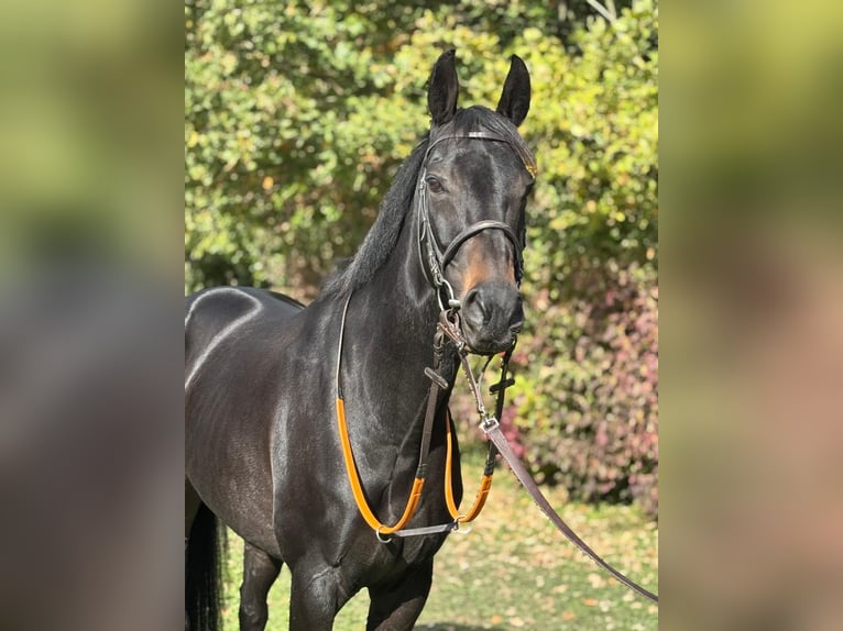 Englisches Vollblut Stute 7 Jahre 162 cm Schwarzbrauner in Schneverdingen Englisches Vollblut Stute 7 Jahre 162 cm Schwarzbrauner in Schneverdingen