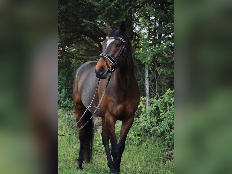 Englisches Vollblut Stute 7 Jahre 163 cm in Meine