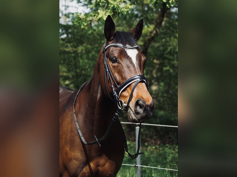 Englisches Vollblut Stute 7 Jahre 163 cm in Meine