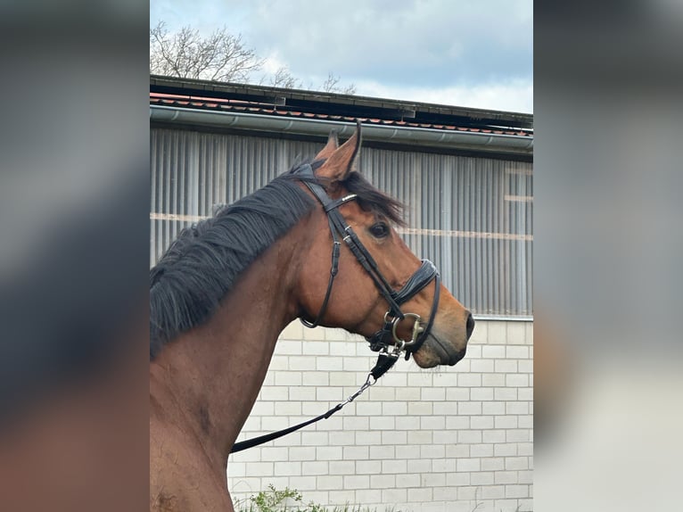 Englisches Vollblut Stute 7 Jahre 165 cm Brauner in Rostock