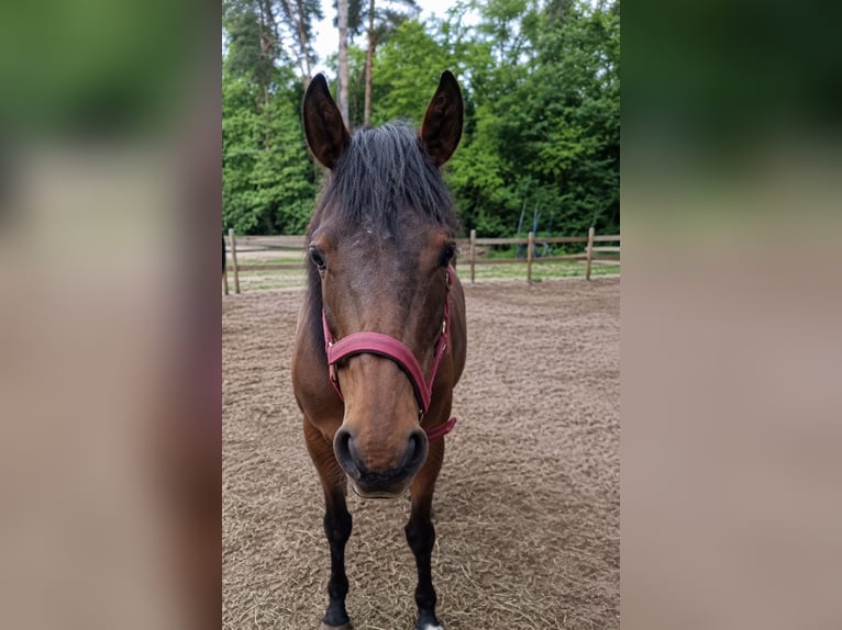 Englisches Vollblut Stute 7 Jahre 165 cm  in Hoppegarten