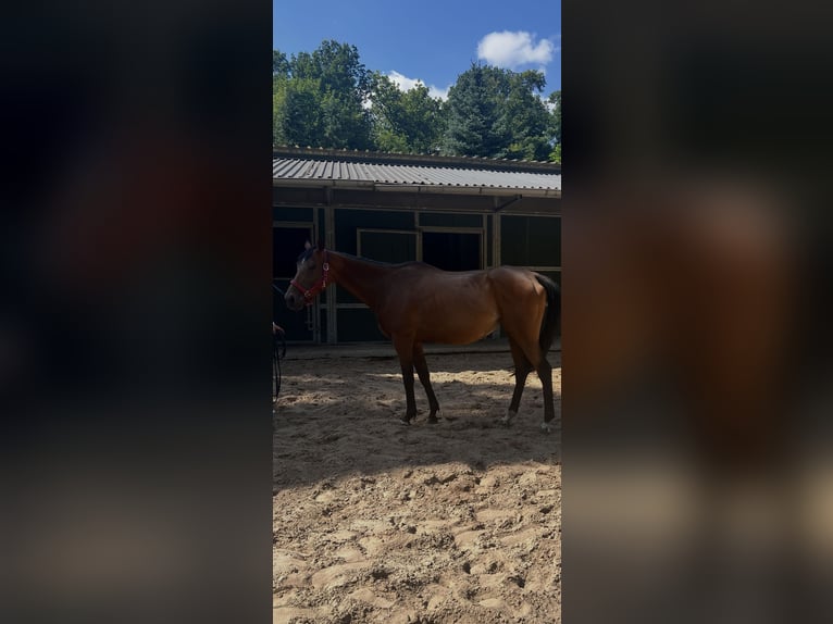 Englisches Vollblut Stute 7 Jahre 165 cm  in Hoppegarten