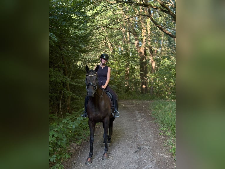 Englisches Vollblut Stute 7 Jahre 166 cm Rappe in Hünxe