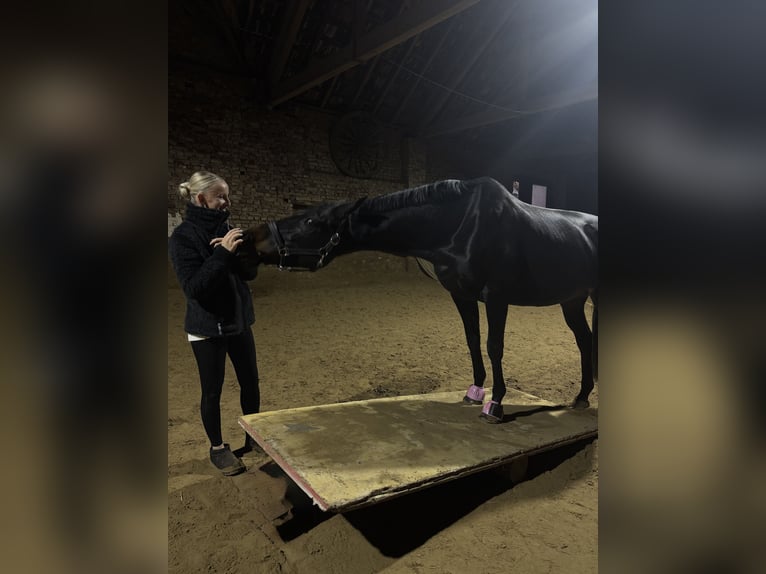 Englisches Vollblut Stute 7 Jahre 166 cm Rappe in Hünxe