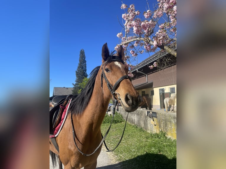 Englisches Vollblut Stute 7 Jahre 168 cm Brauner in Seeham