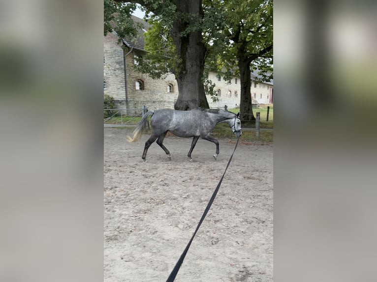 Englisches Vollblut Stute 7 Jahre 168 cm Schimmel in Beckum