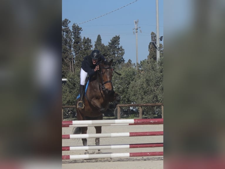 Englisches Vollblut Stute 7 Jahre 170 cm Brauner in Ragusa