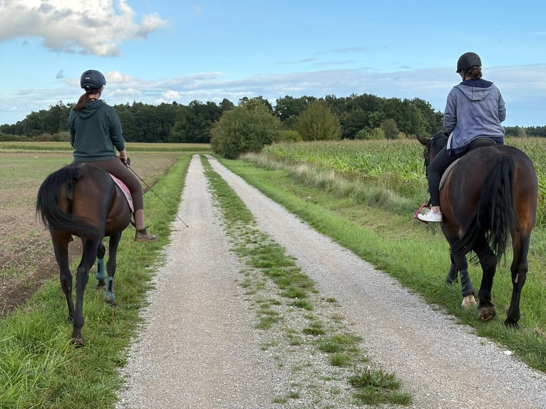 Englisches Vollblut Stute 8 Jahre 153 cm Dunkelbrauner in Burgoberbach