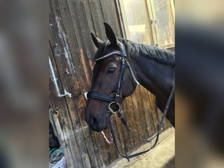 Englisches Vollblut Stute 8 Jahre 153 cm Dunkelbrauner in Burgoberbach
