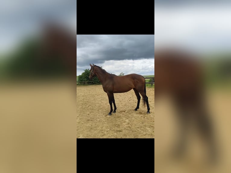 Englisches Vollblut Stute 8 Jahre 155 cm Brauner in Spincourt