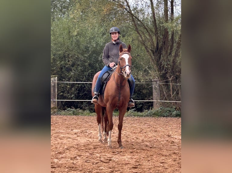 Englisches Vollblut Stute 8 Jahre 155 cm Fuchs in Beckingen
