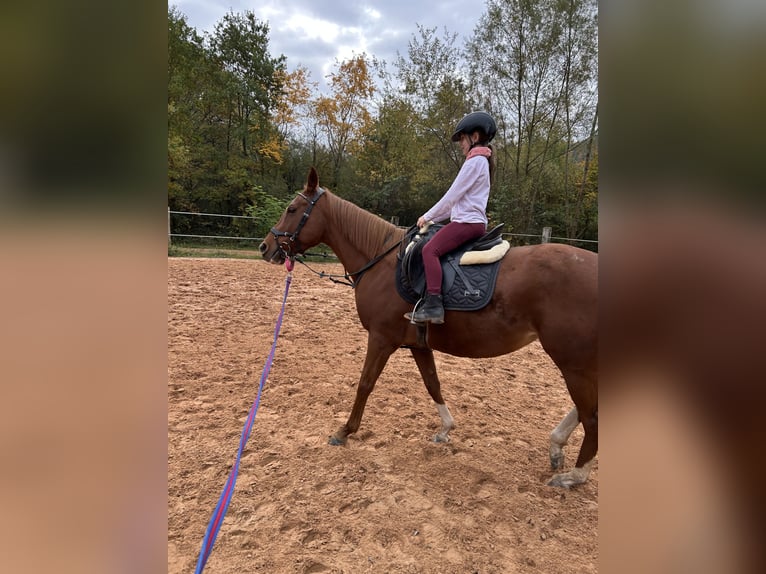 Englisches Vollblut Stute 8 Jahre 155 cm Fuchs in Beckingen