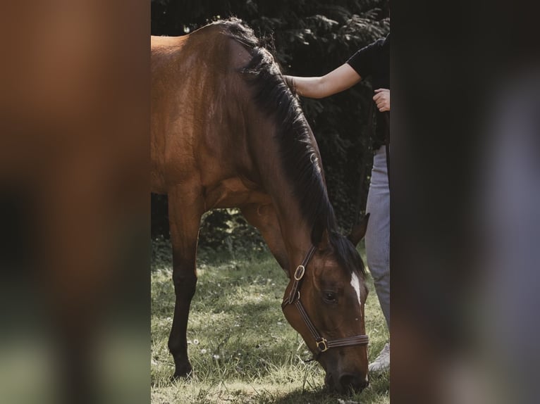 Englisches Vollblut Stute 8 Jahre 156 cm Brauner in EuskircheN