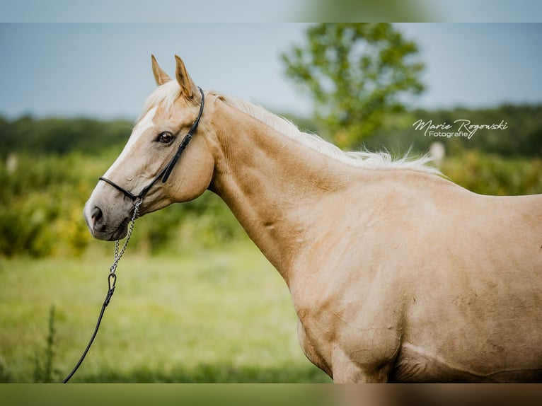 Englisches Vollblut Stute 8 Jahre 157 cm Palomino in Beaumont-Pied-de-Buf