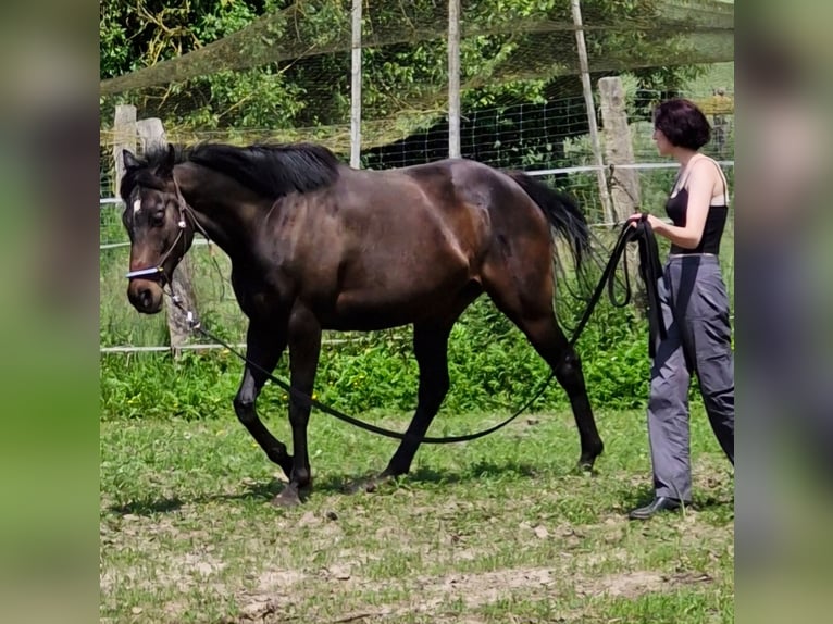 Englisches Vollblut Stute 8 Jahre 160 cm Brauner in Uslar