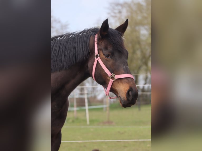 Englisches Vollblut Stute 8 Jahre 160 cm Dunkelbrauner in Klein Labenz