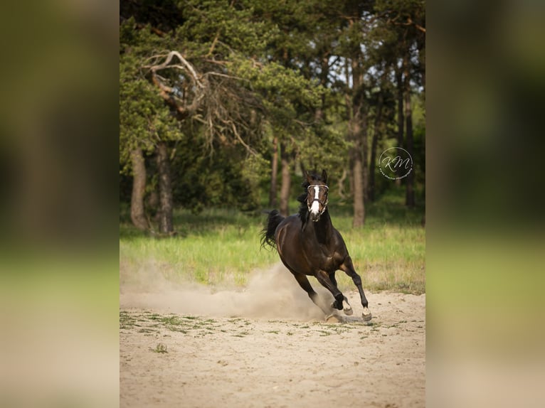 Englisches Vollblut Stute 8 Jahre 160 cm Dunkelbrauner in Hoppegarten