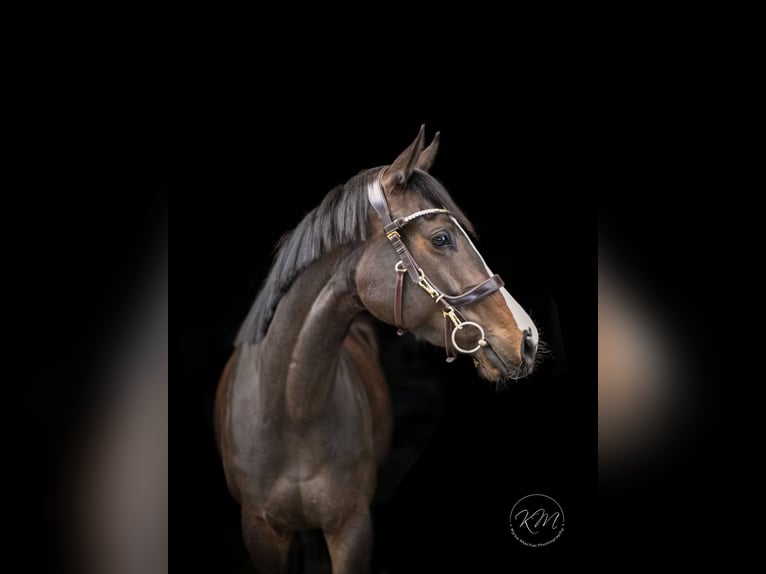 Englisches Vollblut Stute 8 Jahre 160 cm Dunkelbrauner in Hoppegarten