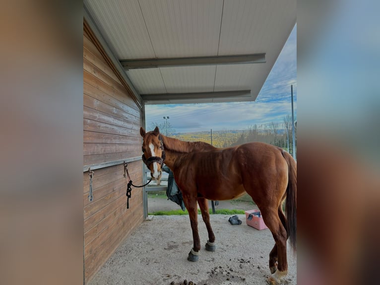 Englisches Vollblut Stute 8 Jahre 160 cm Fuchs in Centelles